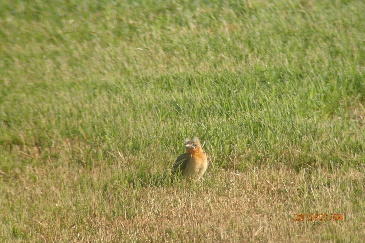 Bullock's Oriole - ML659277797