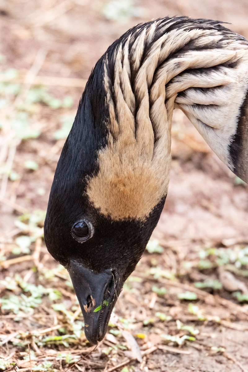 Hawaiian Goose - ML659277957