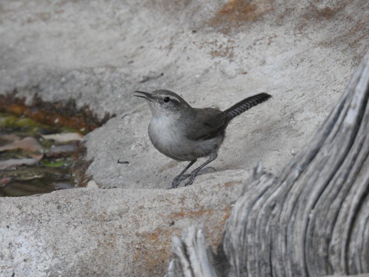Bewick's Wren - ML659278772