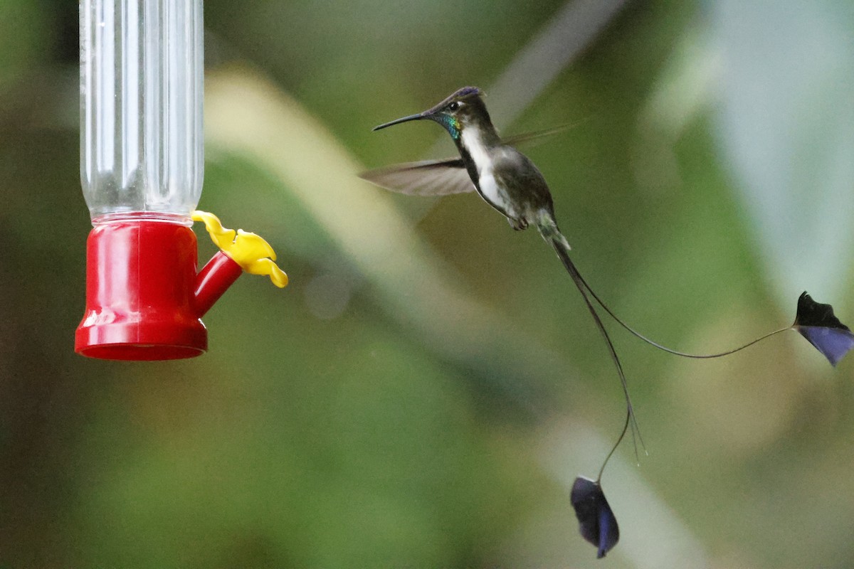 Marvelous Spatuletail - ML659278786