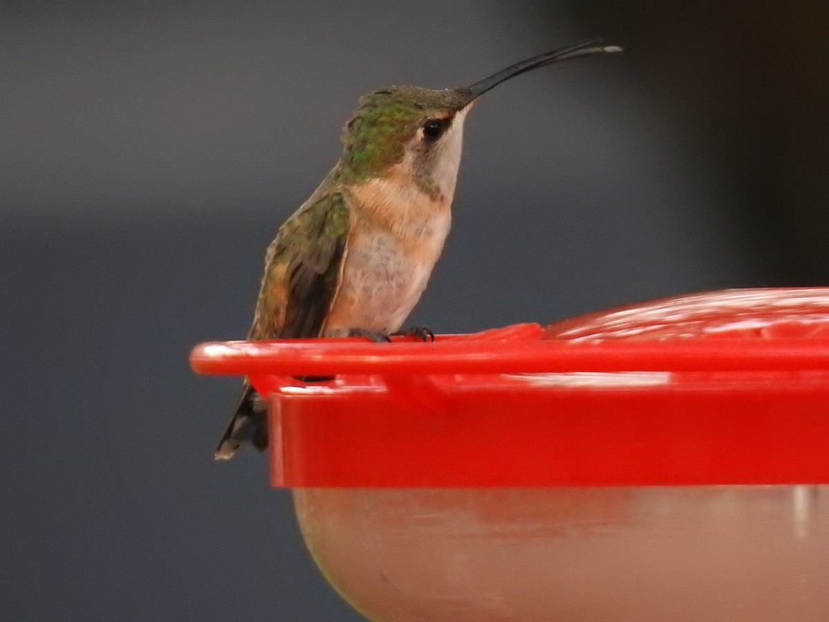 Lucifer Hummingbird - ML659278798