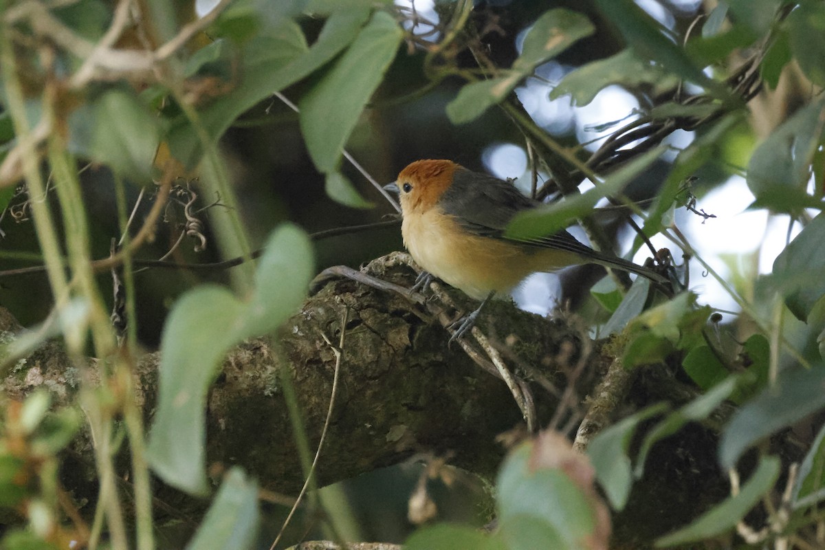 Buff-bellied Tanager - ML659278809