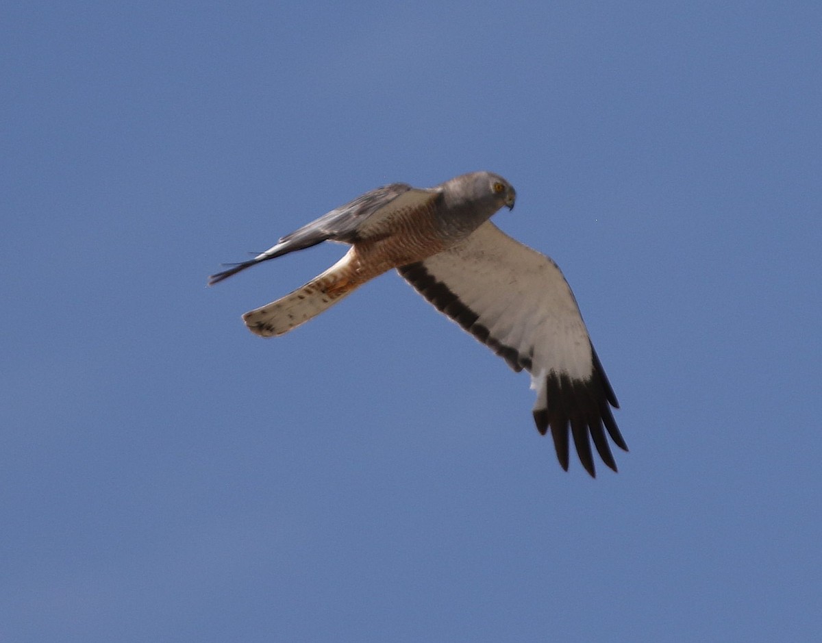 Cinereous Harrier - ML659278832