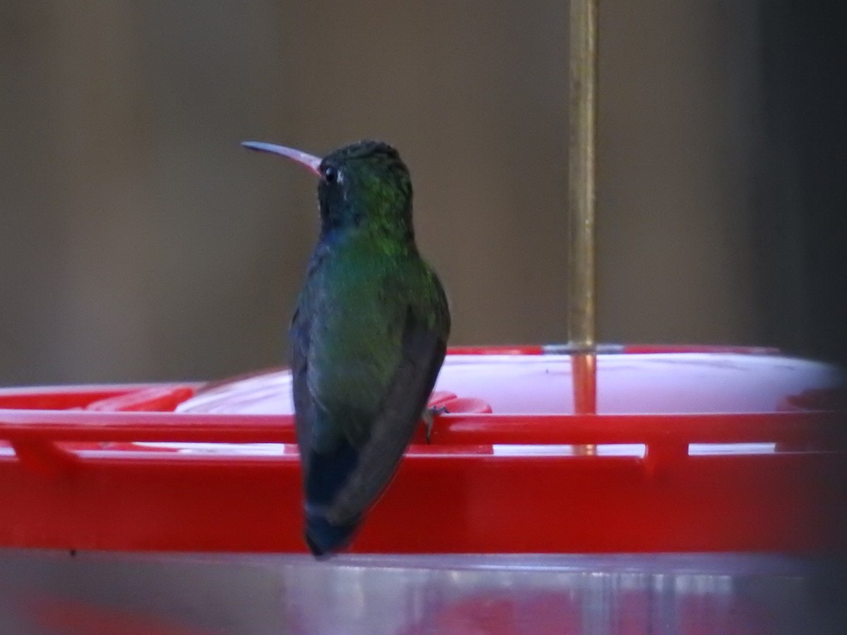 Broad-billed Hummingbird - ML659278859