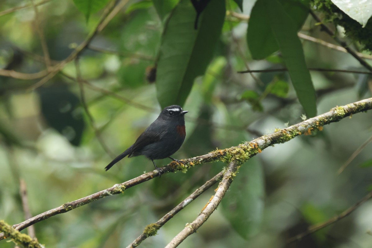 Maroon-belted Chat-Tyrant - ML659279029
