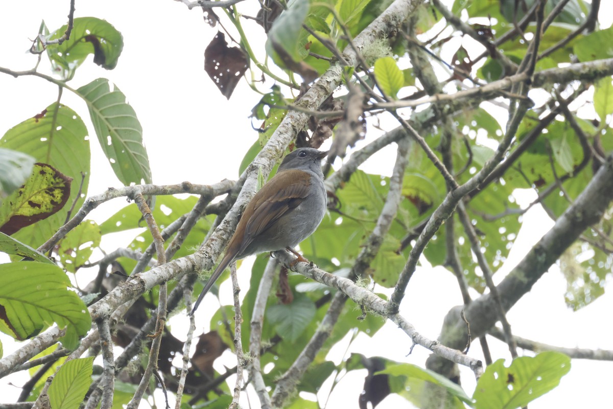 Andean Solitaire - ML659279231