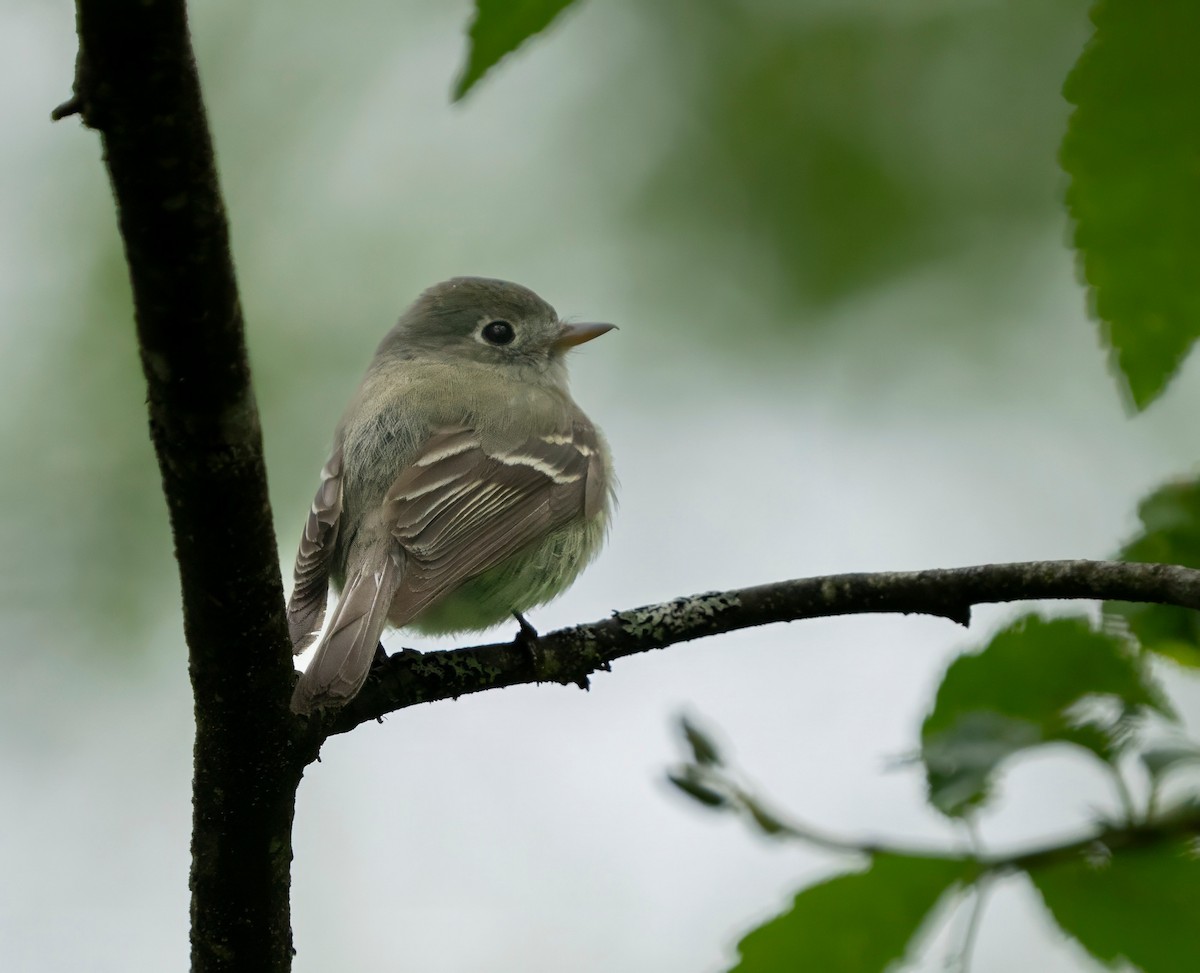 Hutton's Vireo - ML659279462