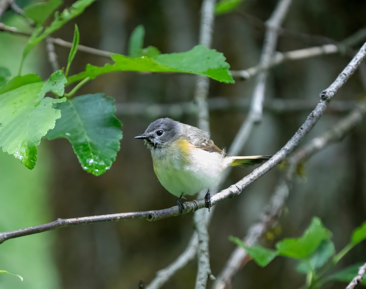 American Redstart - ML659279503