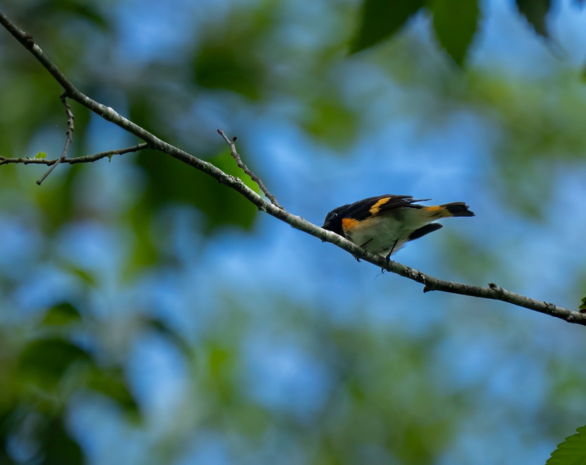 American Redstart - ML659279504