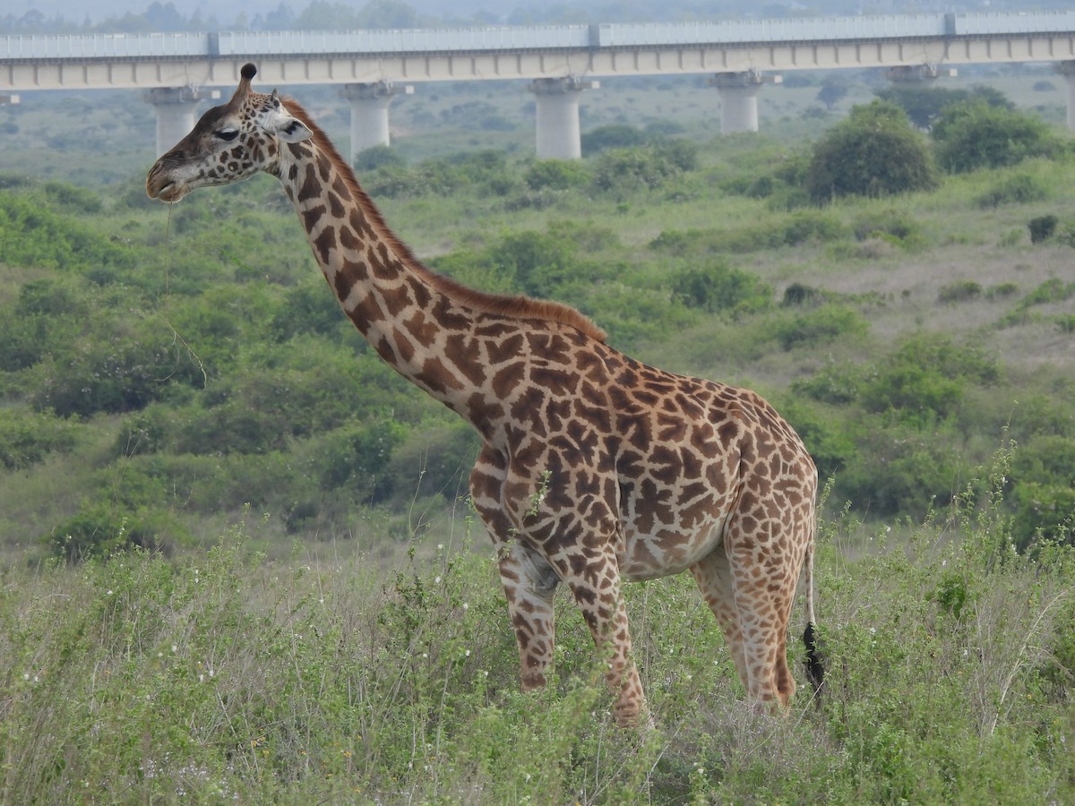 Animals - ML659279595