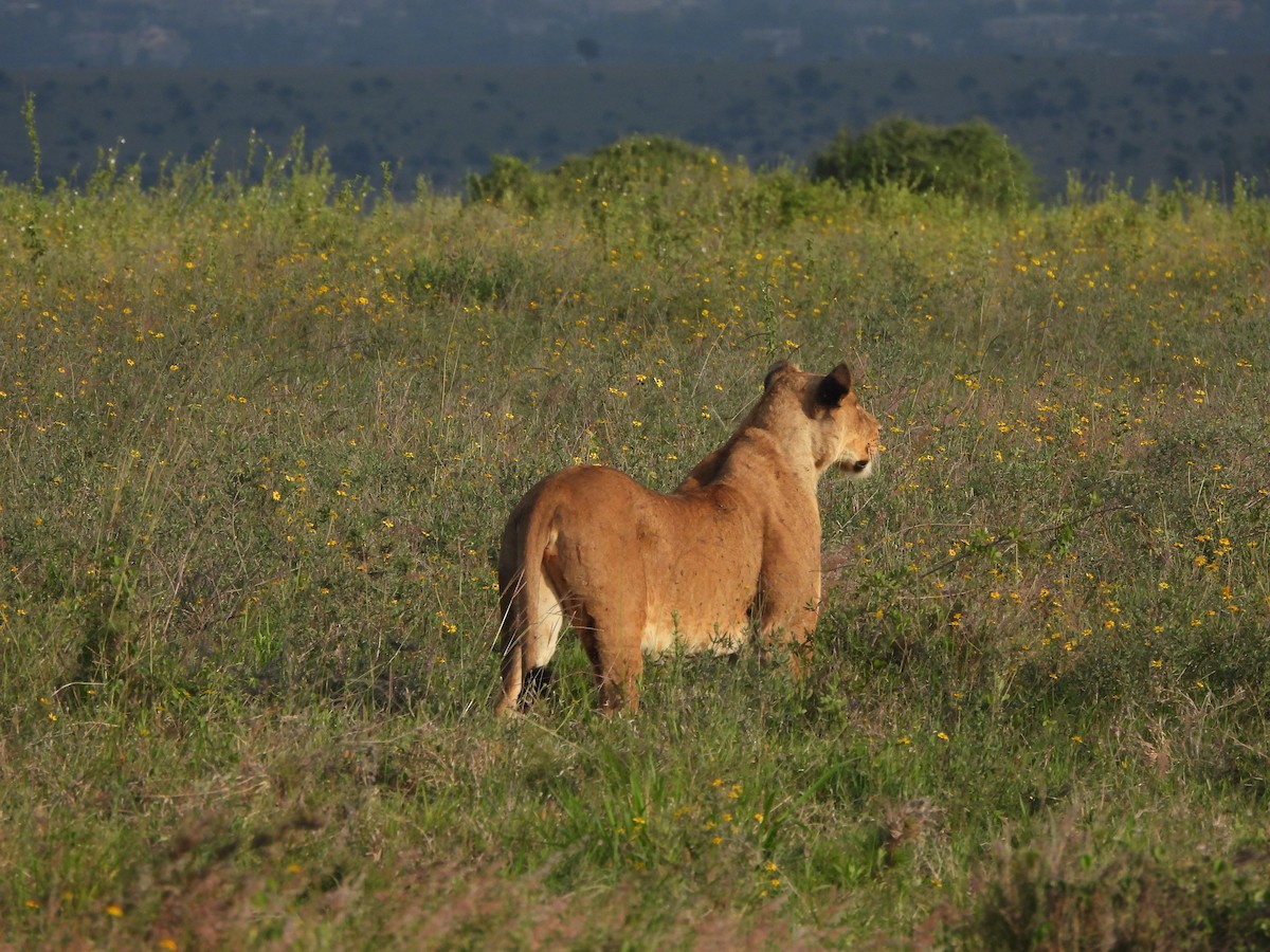 Animals - ML659279620