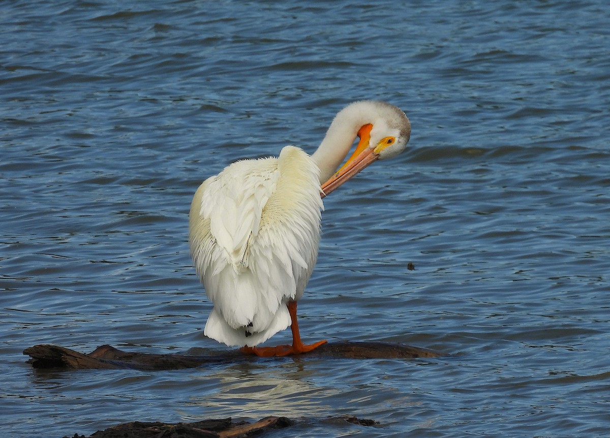 American White Pelican - ML659279967