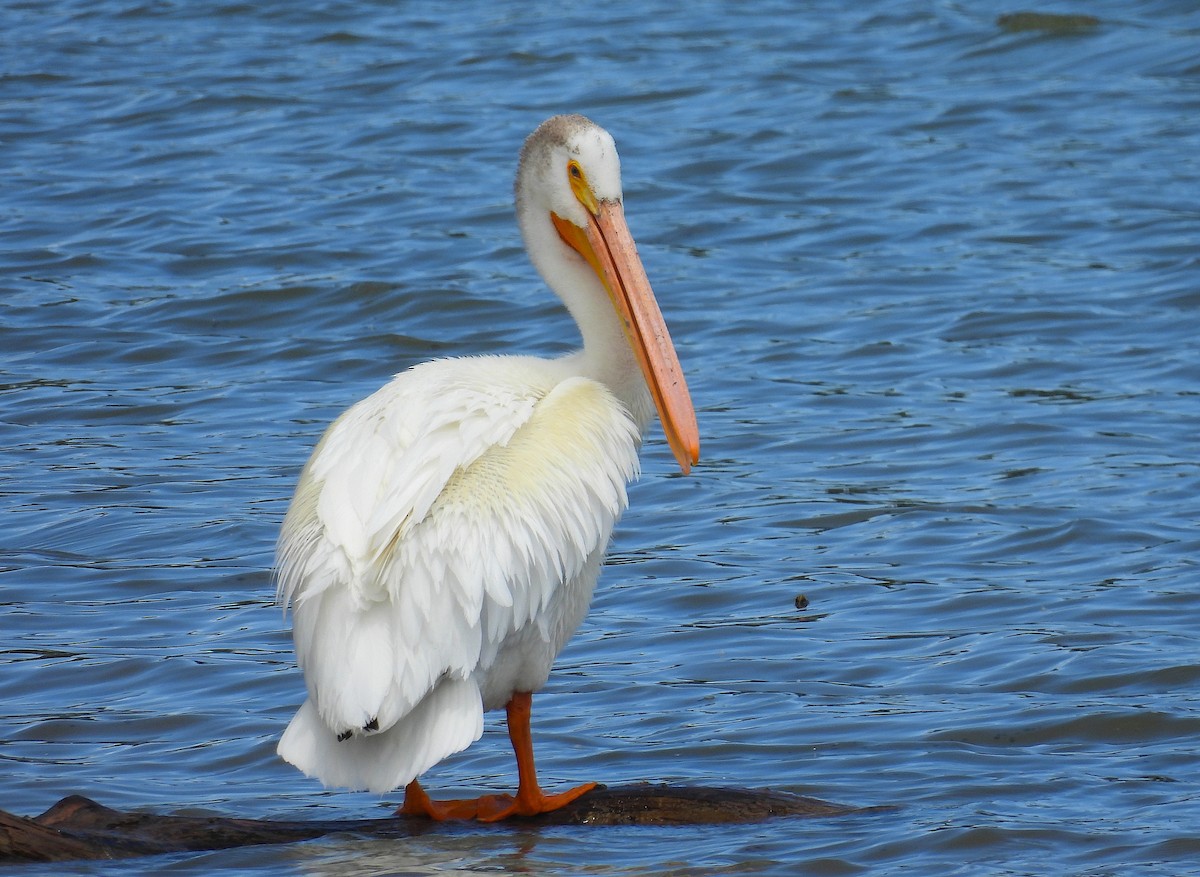 American White Pelican - ML659279973