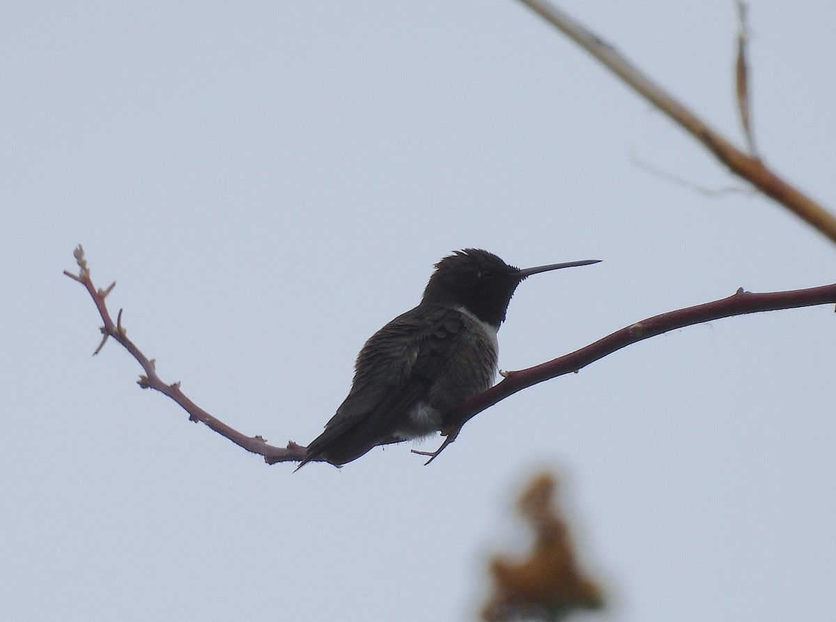 Black-chinned Hummingbird - ML659279983