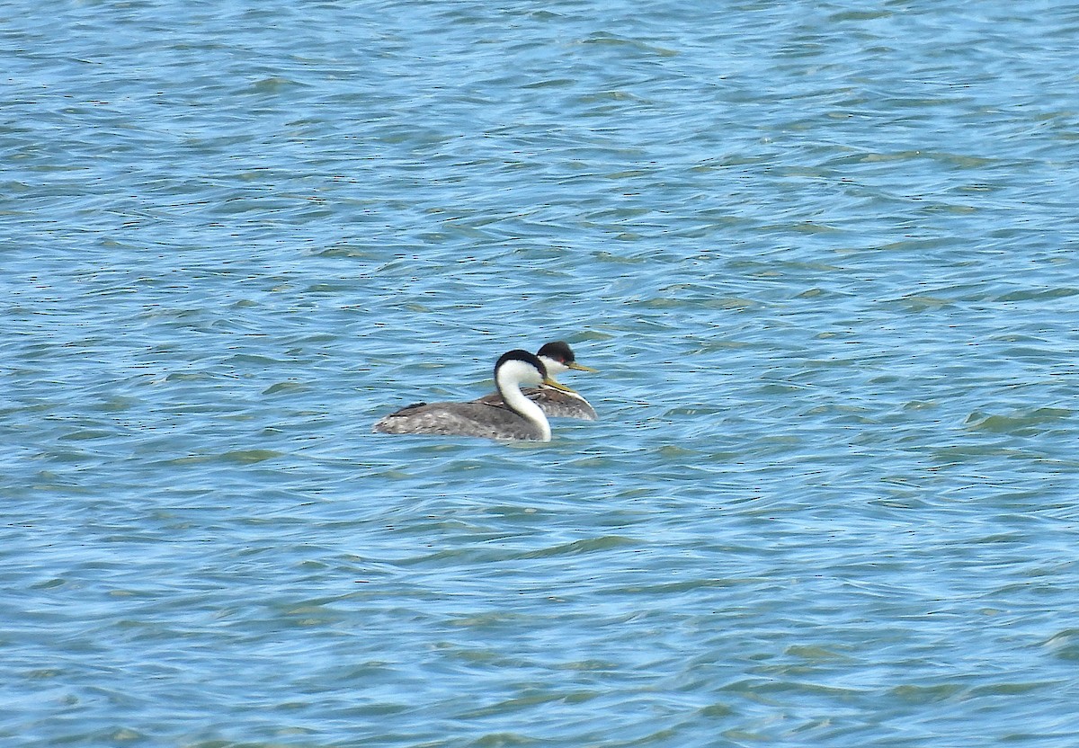 Western Grebe - ML659279993