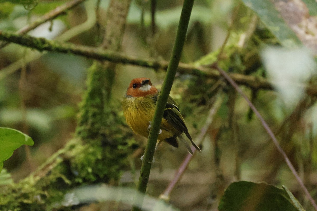 Johnson's Tody-Flycatcher - ML659280416