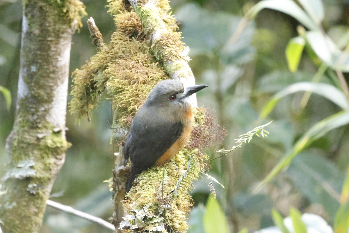 White-faced Nunbird - ML659280428