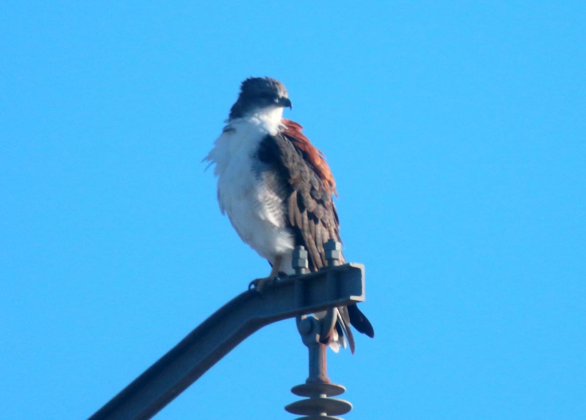 Variable Hawk - ML659280815
