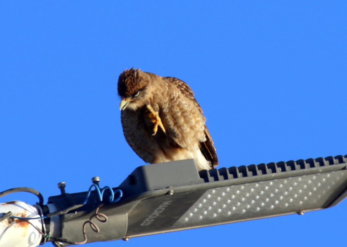 Chimango Caracara - ML659280840