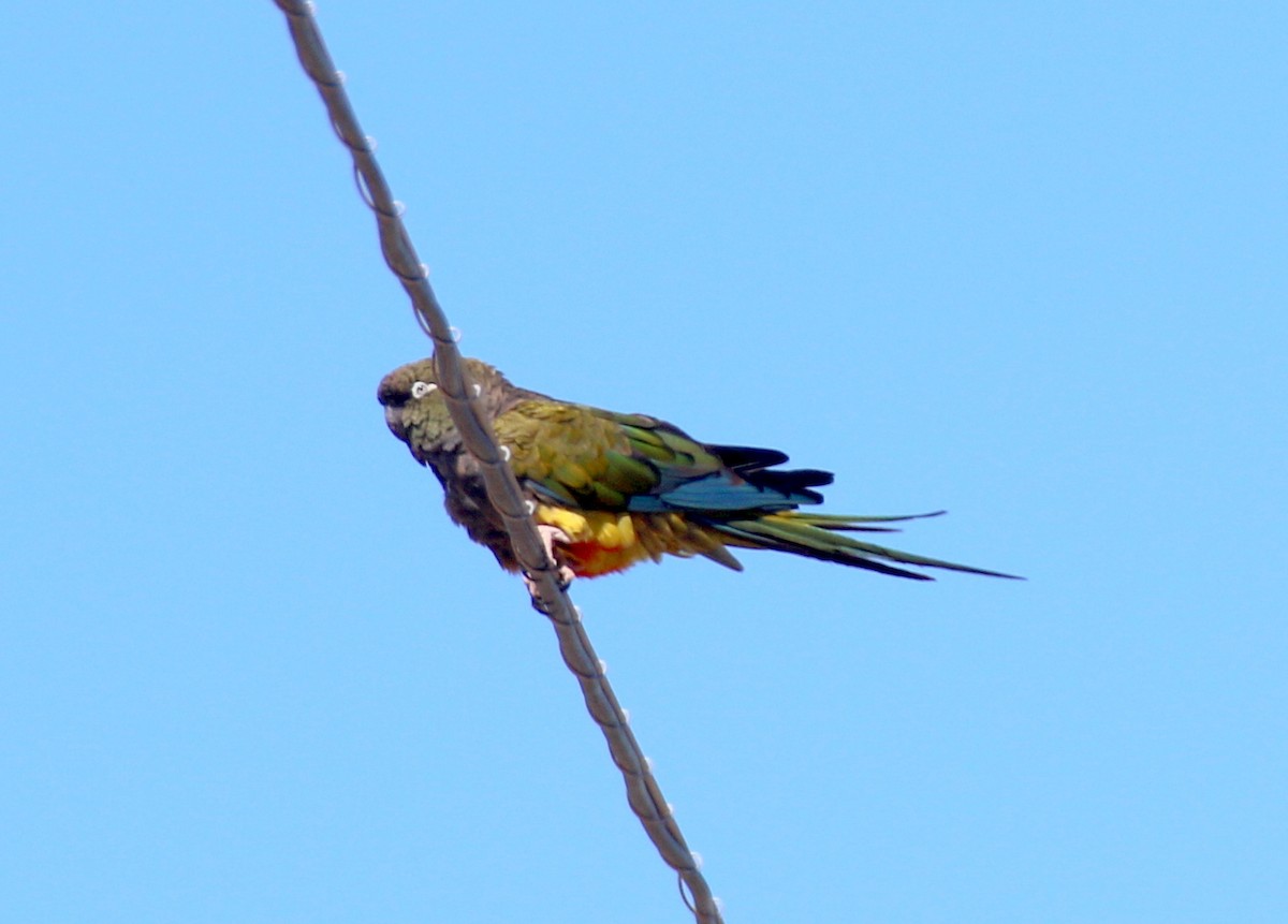 Papagai patagoniarra - ML659280850