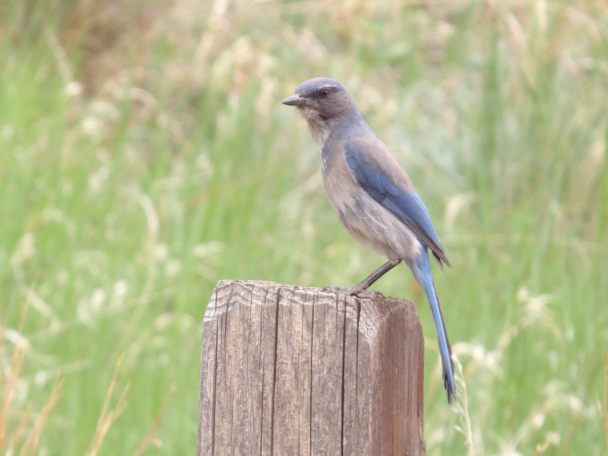 Woodhouse's Scrub-Jay - ML659281623