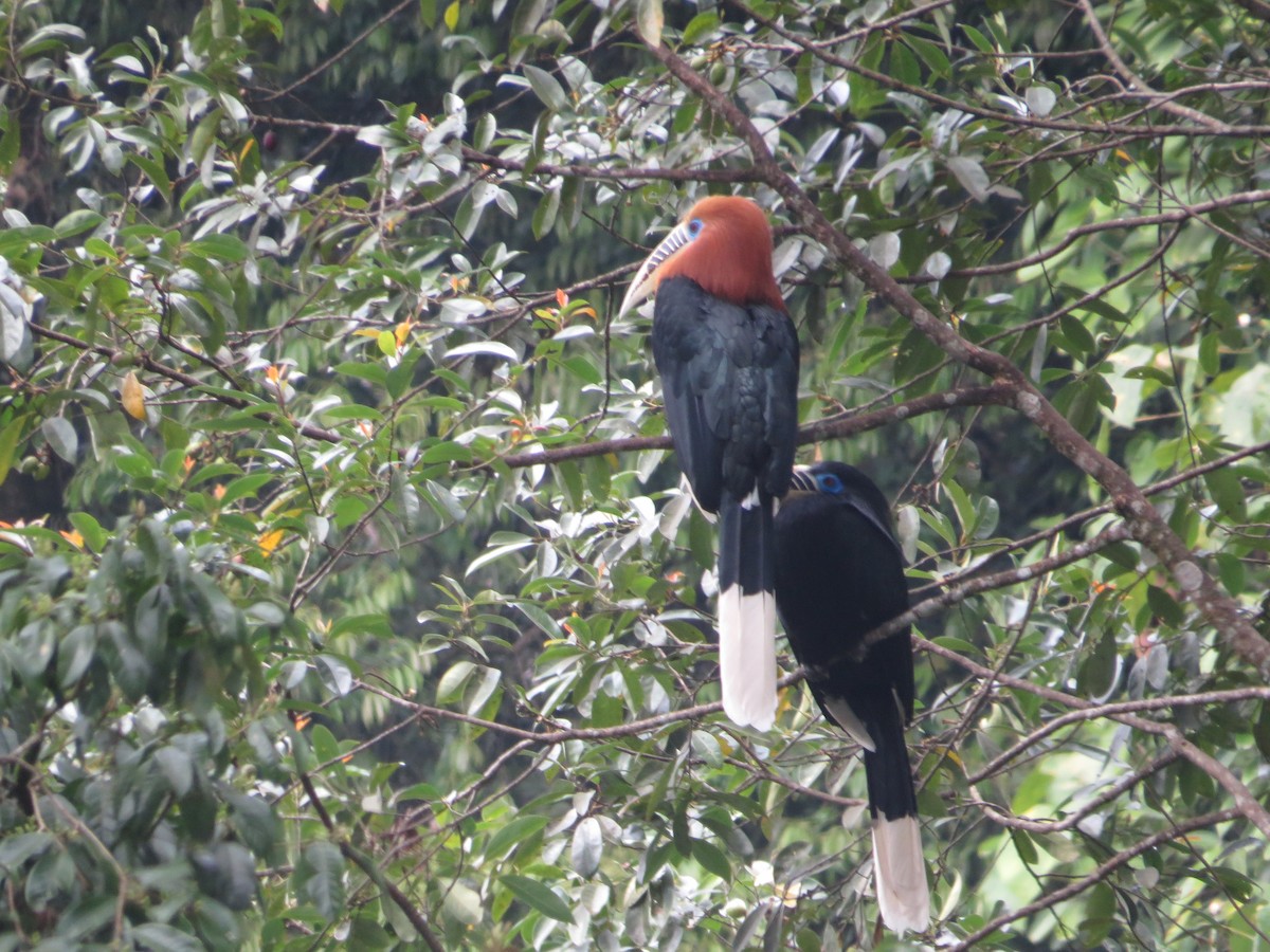 Rufous-necked Hornbill - ML659281937