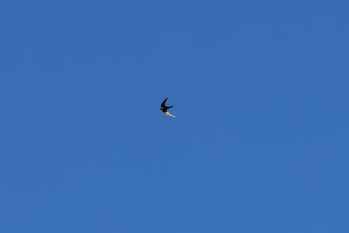 Common Swift - ML659281991