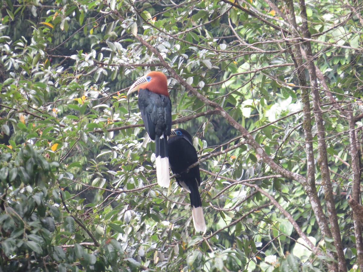 Rufous-necked Hornbill - ML659282116