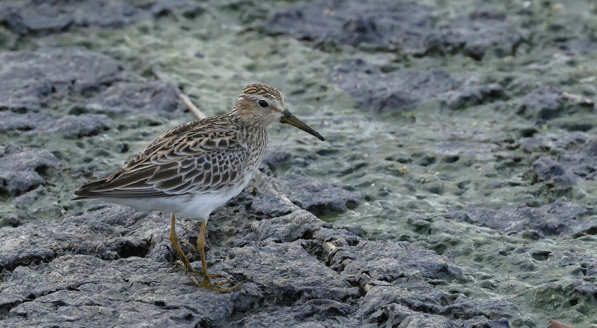 Pectoral Sandpiper - ML659282127
