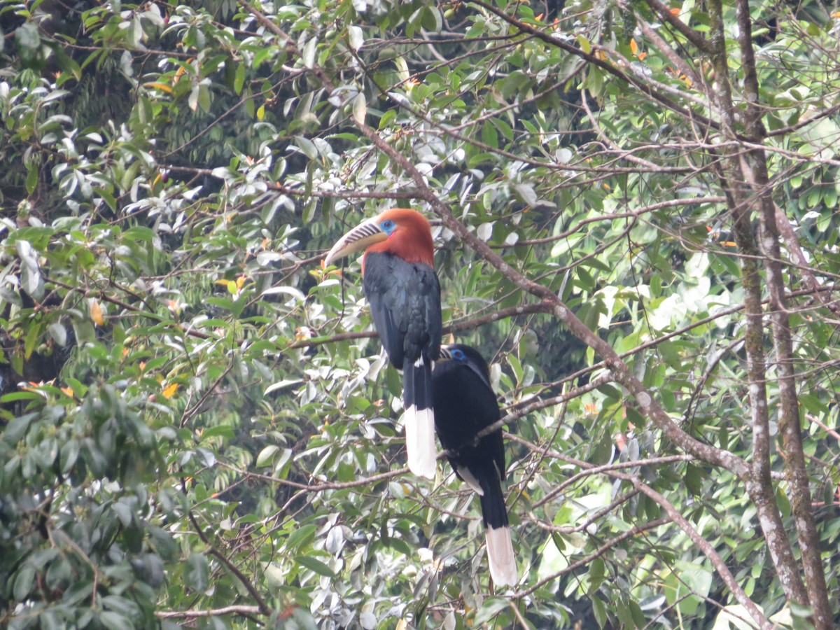 Rufous-necked Hornbill - ML659282131