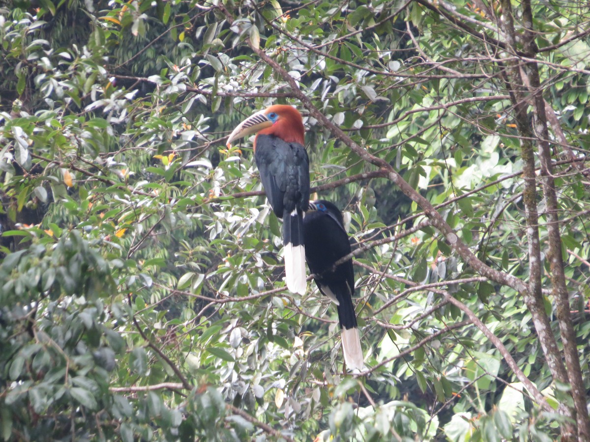 Rufous-necked Hornbill - ML659282135