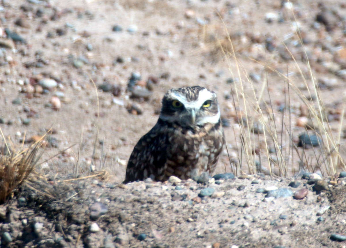 Burrowing Owl - ML659282272