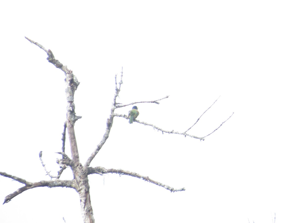 Great Barbet - ML659282278