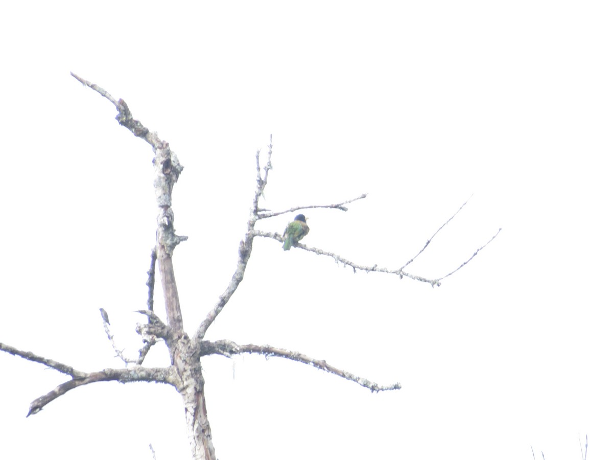 Great Barbet - ML659282281