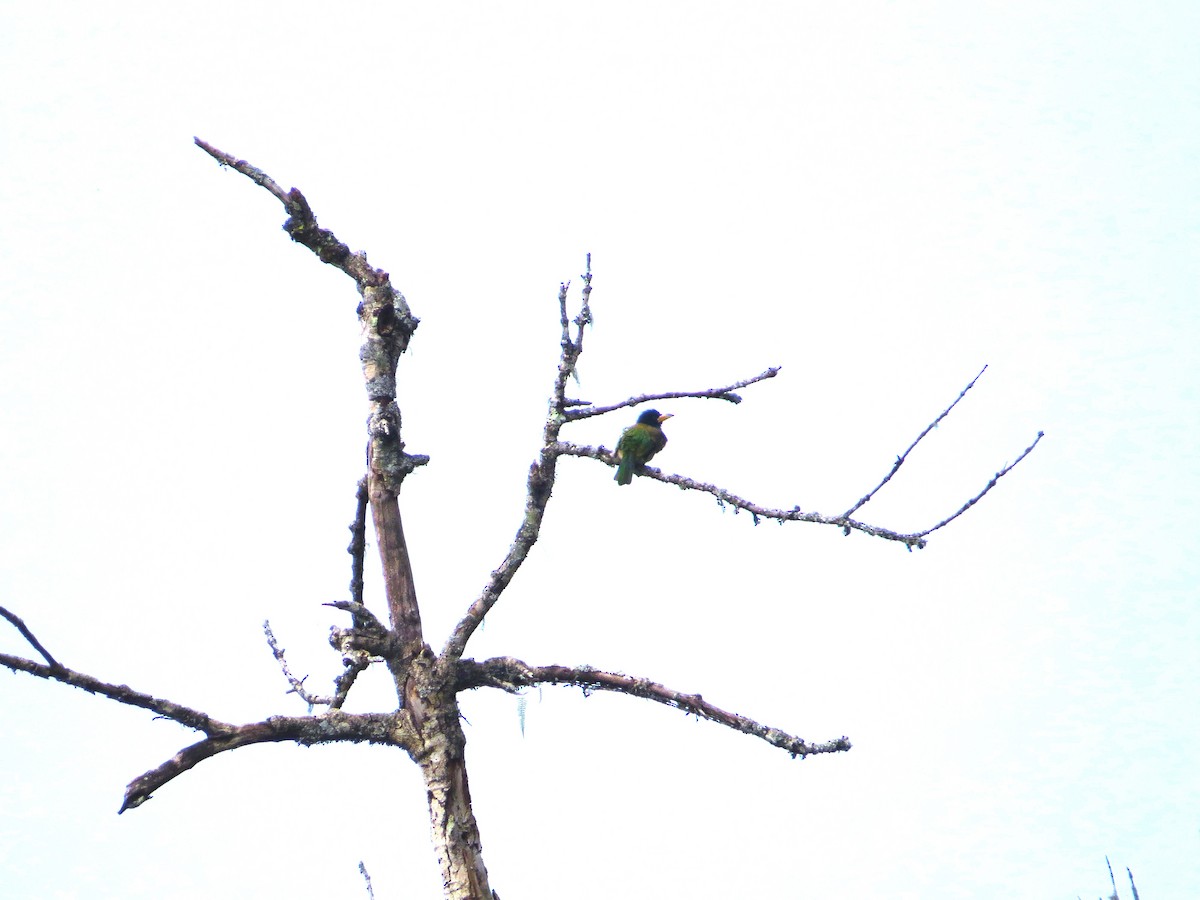 Great Barbet - ML659282293