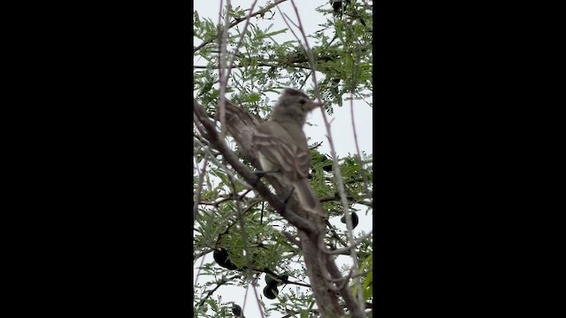 Mosquerito Imberbe - ML659282431