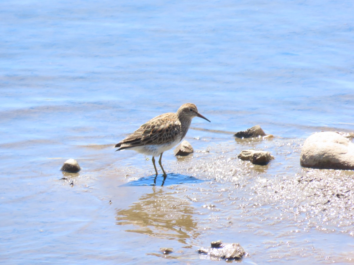 Pectoral Sandpiper - ML659282543
