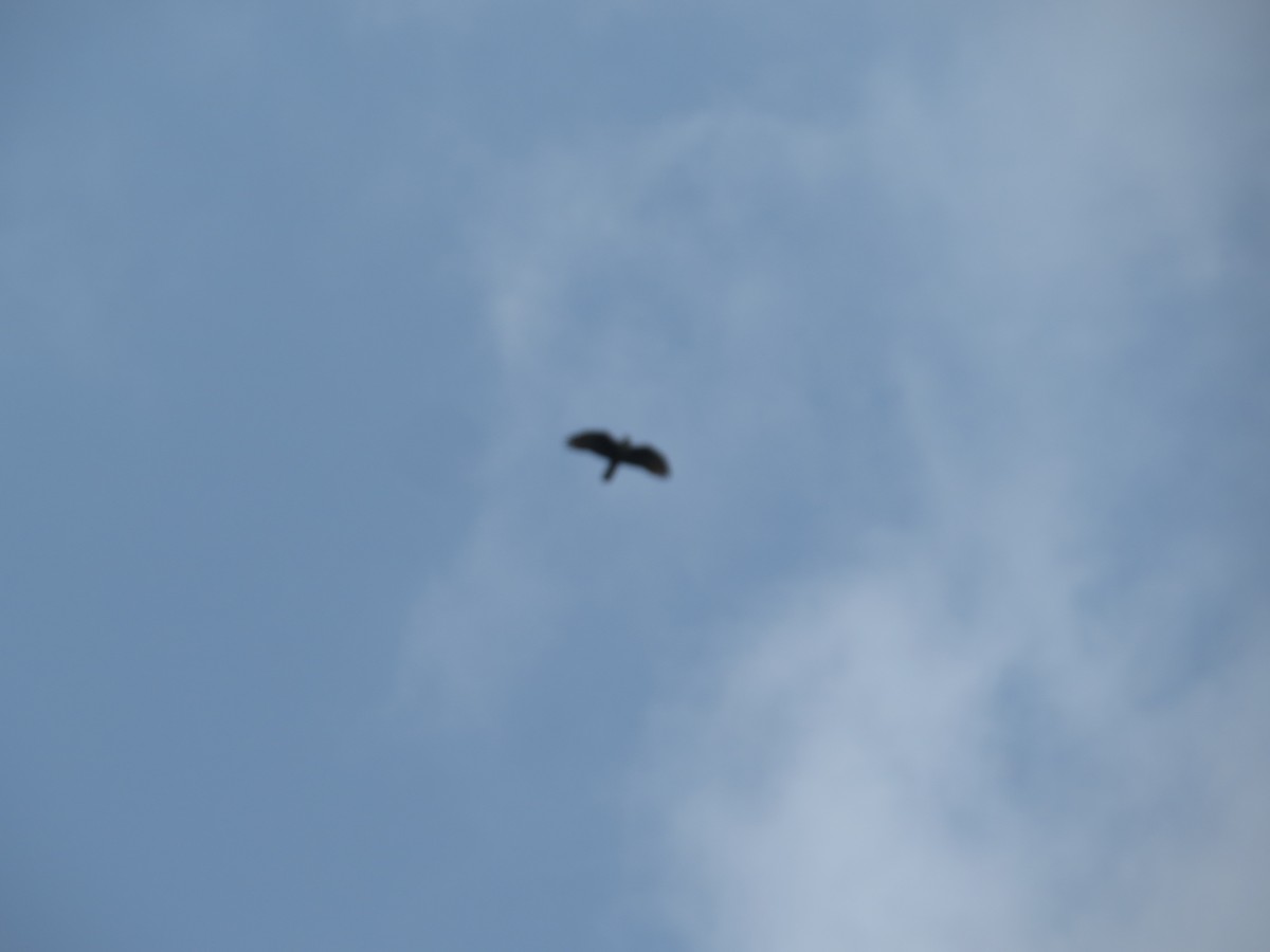 Oriental Honey-buzzard - ML659282583