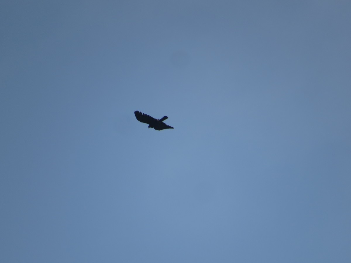 Oriental Honey-buzzard - ML659282591