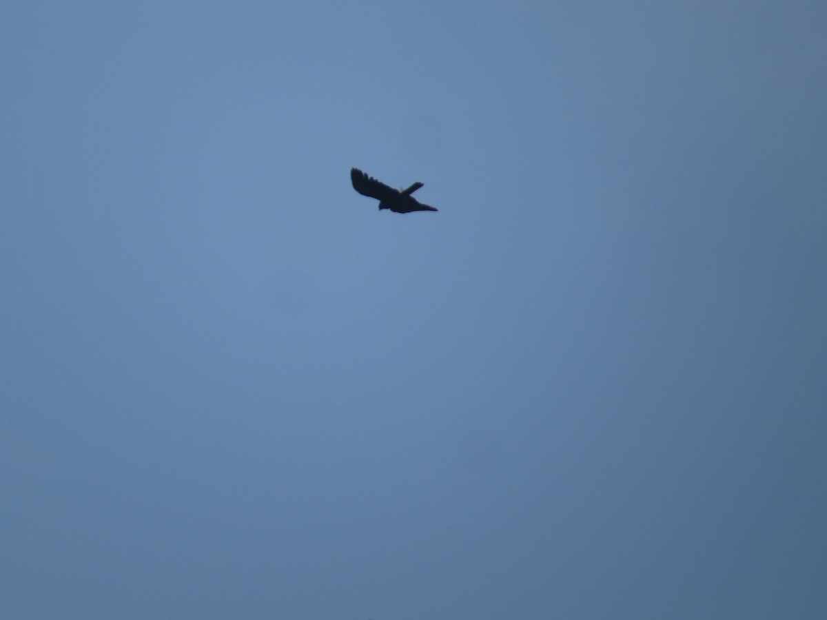 Oriental Honey-buzzard - ML659282604