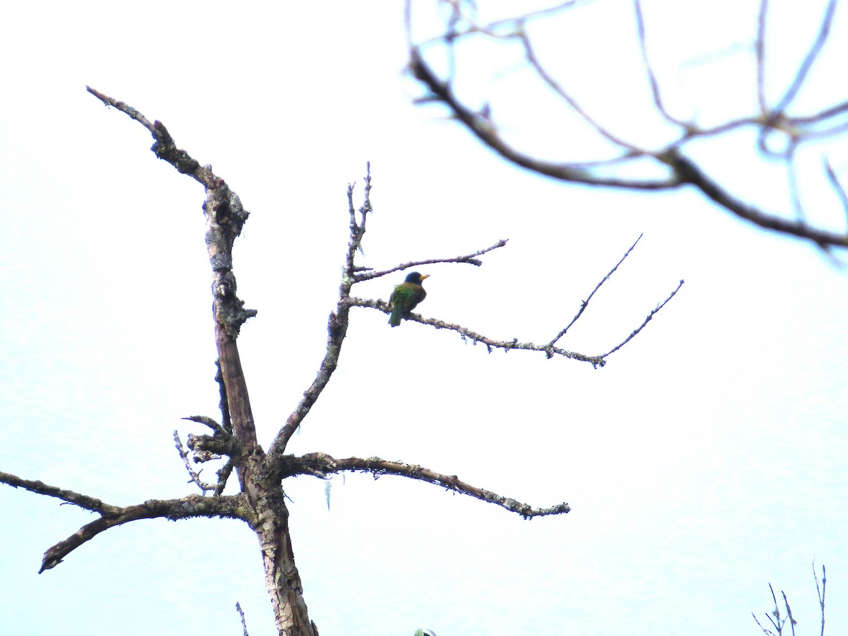 Great Barbet - ML659282610