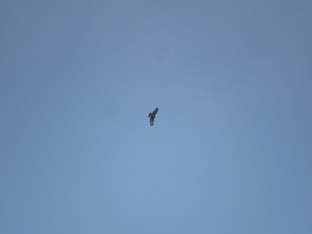 Oriental Honey-buzzard - ML659282644