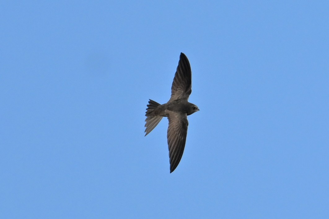 Common Swift - ML659282813