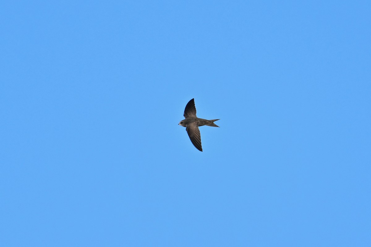 Common Swift - ML659282814