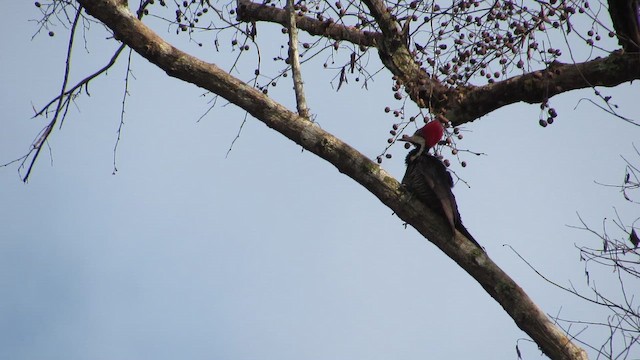 Crimson-crested Woodpecker - ML659283188