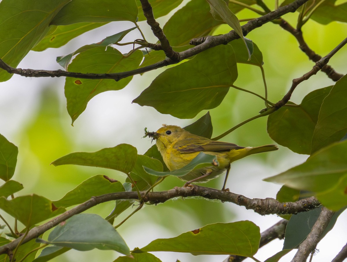 Northern Yellow Warbler - ML659283189