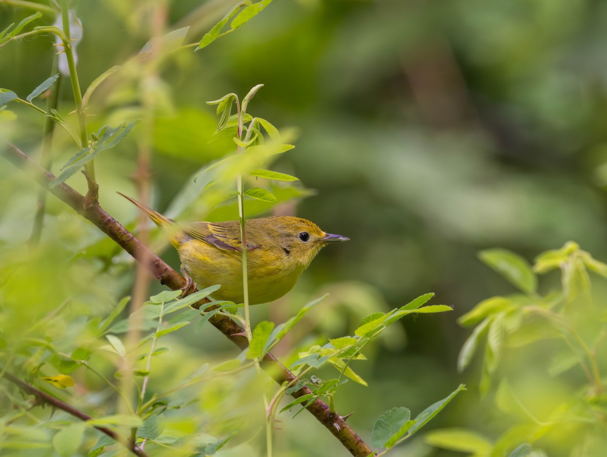 Northern Yellow Warbler - ML659283190
