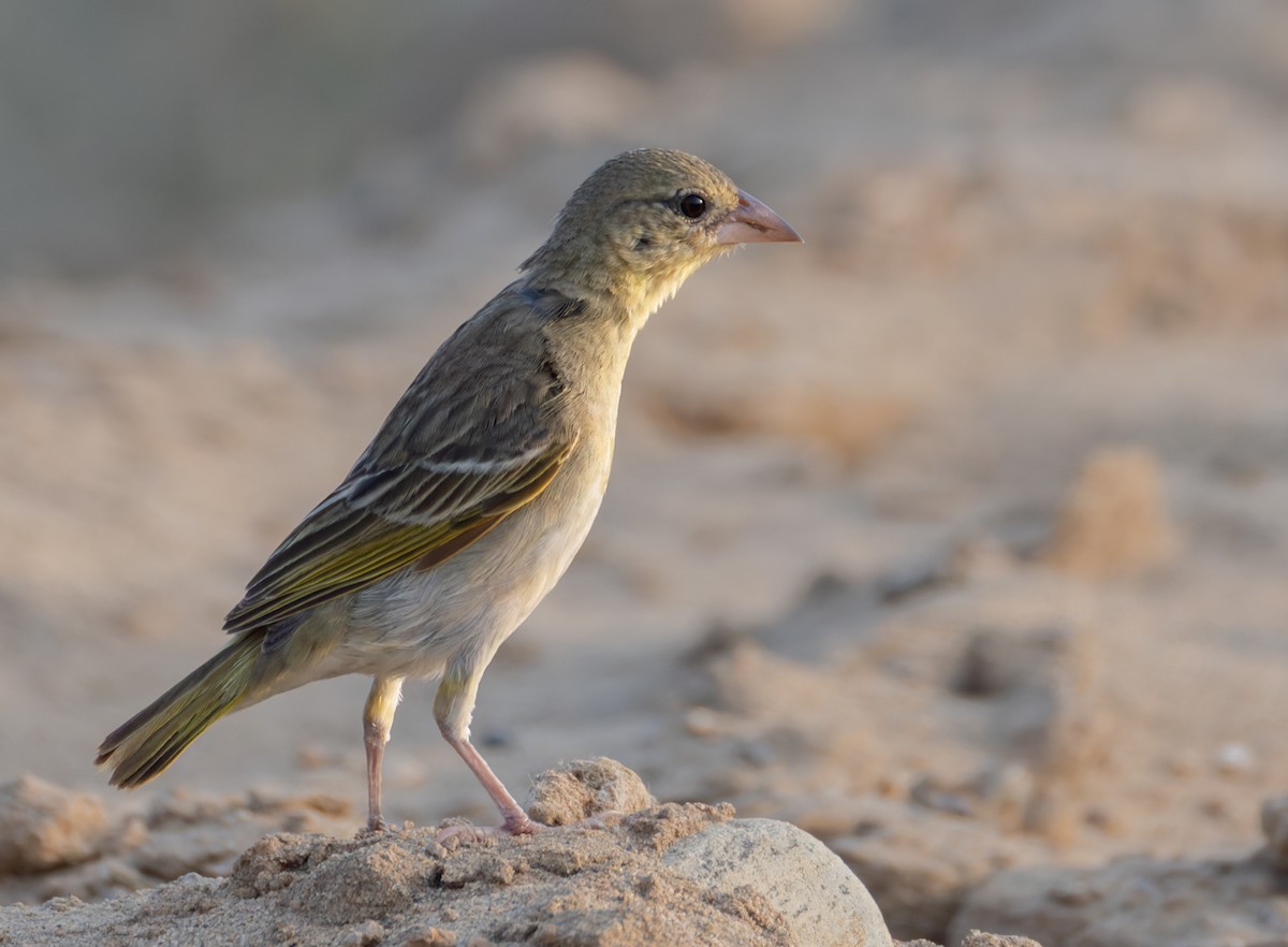 Rüppell's Weaver - ML659283291