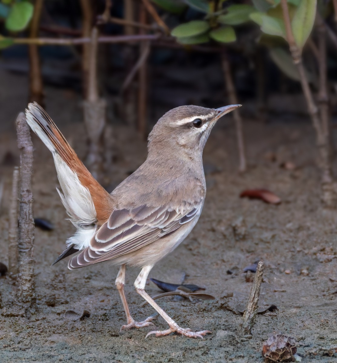Rufous-tailed Scrub-Robin - ML659283302