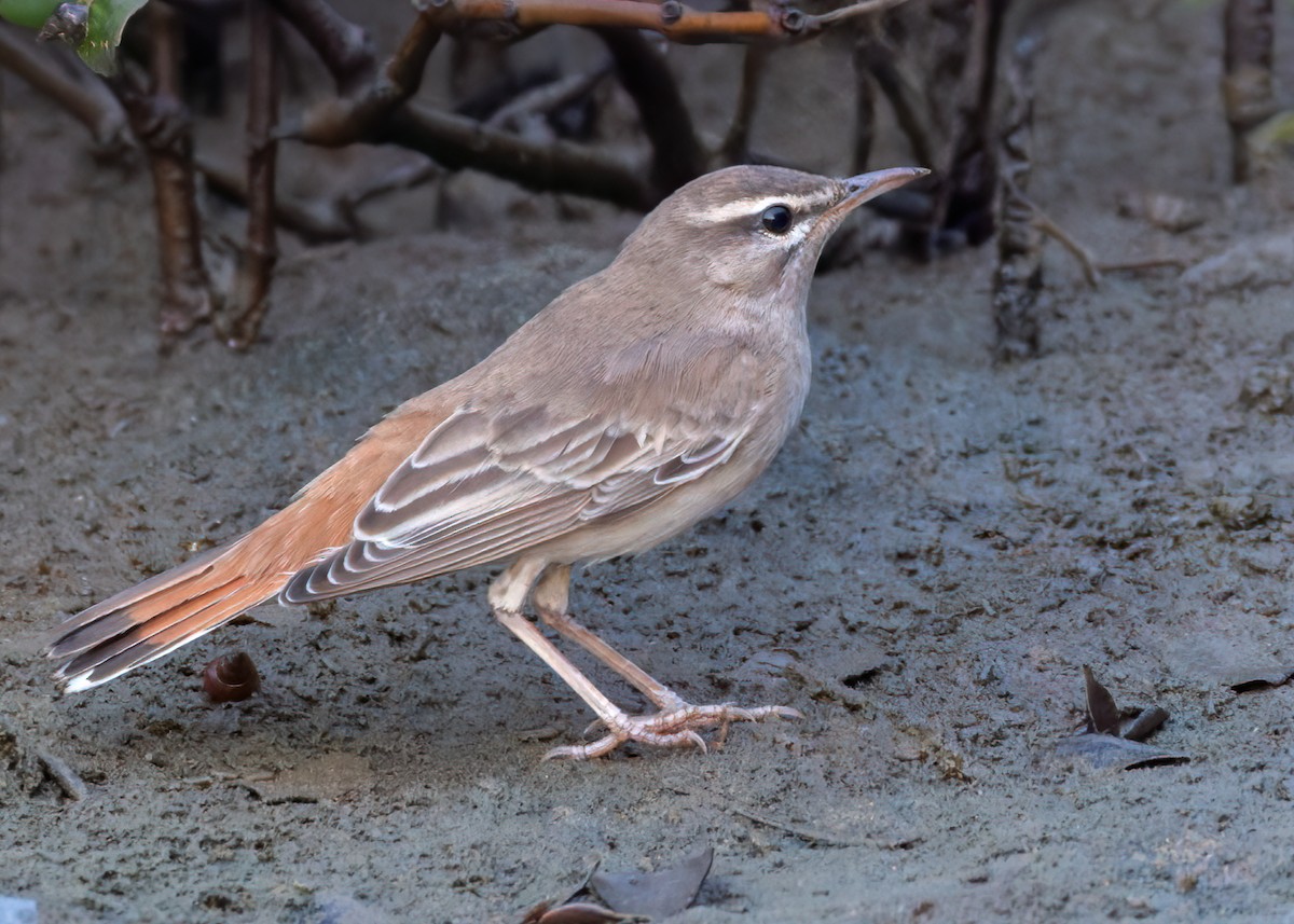 Rufous-tailed Scrub-Robin - ML659283304